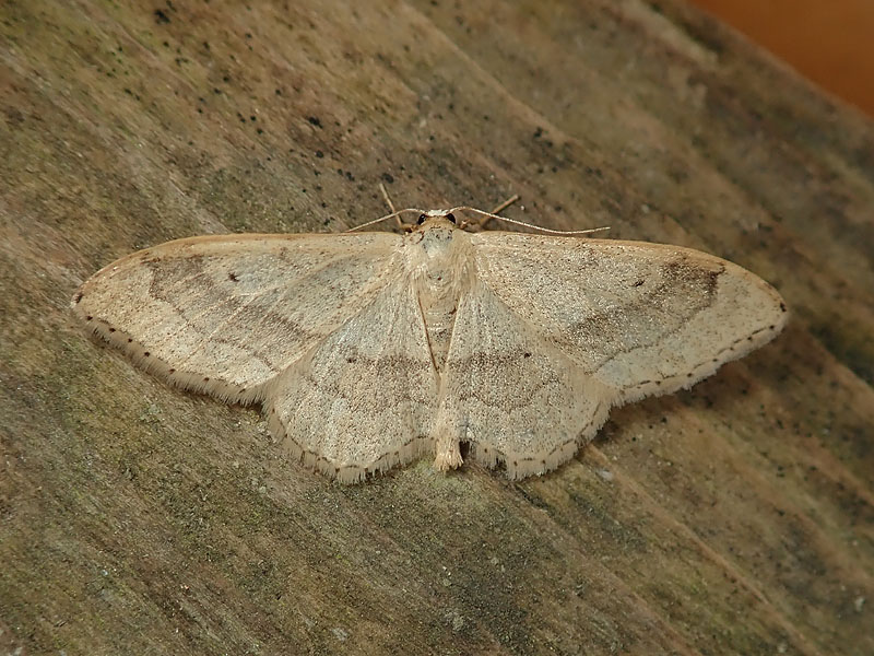 Geometridae: Scopula sp. ?  No, Idaea aversata